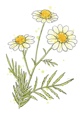 手绘唯美小雏菊