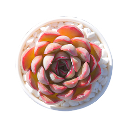 观音莲 多肉植物 武仙座盆栽