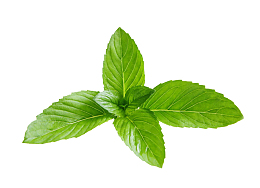 绿色薄荷