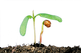 植物新叶发芽