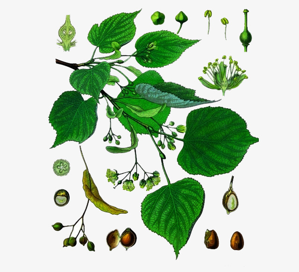 菩提树叶手绘图片素材