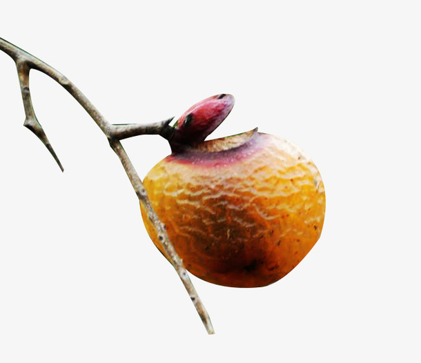 一个无患子图片素材