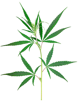 大麻摄影