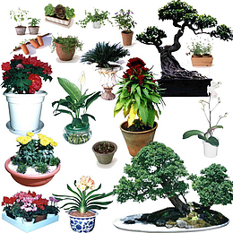 植物盆栽