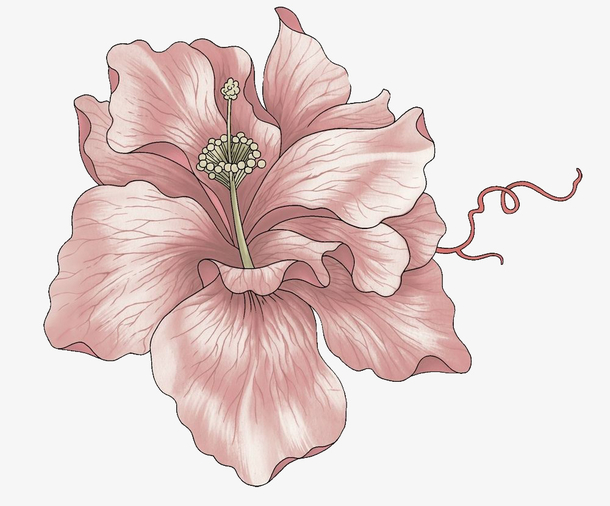 扶桑花素材免费下载_觅元素