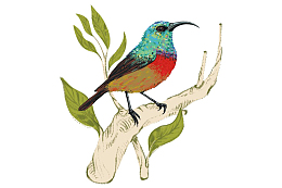 站在树枝上的鸟儿