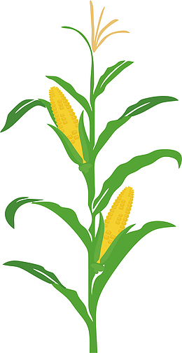 卡通玉米丰收立秋插画