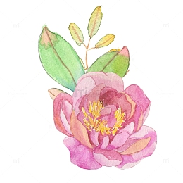 水彩彩绘花卉粉红色花朵叶子装饰