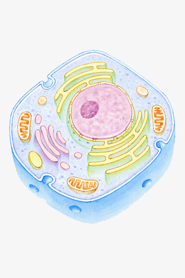 彩色细胞核结构
