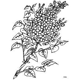 手绘黑色丁香花素描免抠