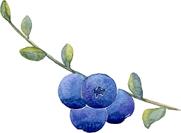 手绘蓝莓插画