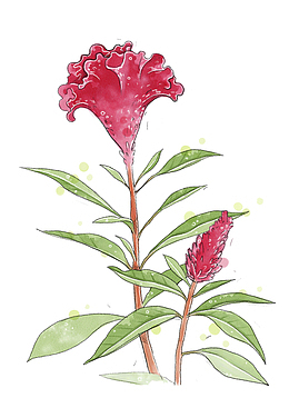 手绘鸡冠花