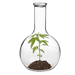 精致的圆底烧瓶