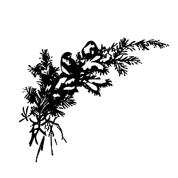 植物剪影