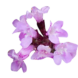 百里香花图片素材