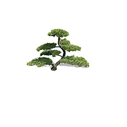 云杉植物装饰