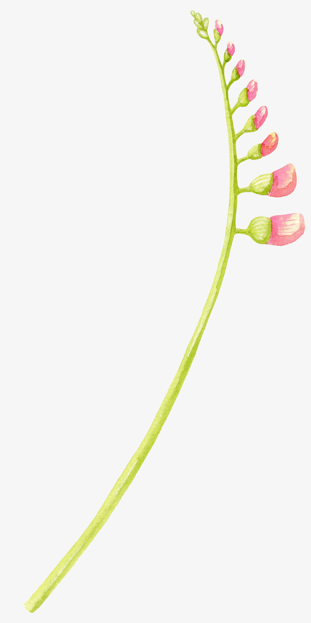 粉色水彩花骨朵