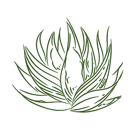 简笔画绿色芦荟矢量图