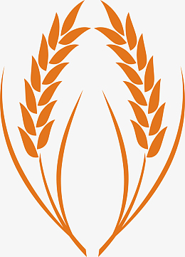 矢量谷物麦穗手绘图