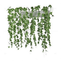 一簇阳台绿色藤蔓垂吊植物