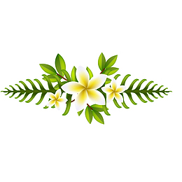 白色鸡蛋花植物矢量图