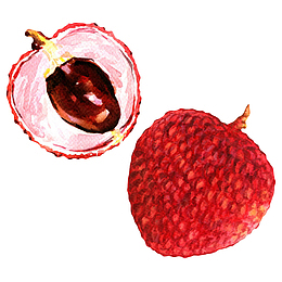 红色新鲜荔枝卡通手绘