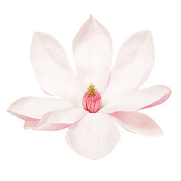 白色香味可见花芯的玉兰花瓣实物
