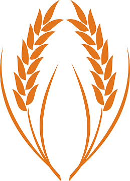 矢量谷物麦穗手绘图