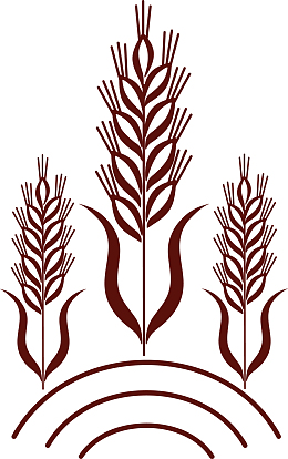 农作物青稞矢量图