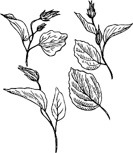 千姿百态的枝叶线描png