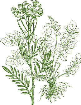 草本植物矢量香料
