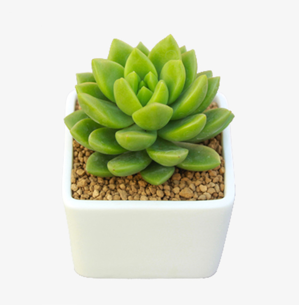 观音莲 多肉植物 青丽盆栽素材免费下载_觅元素