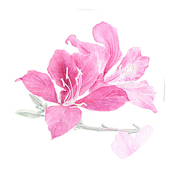 粉色小清新羊蹄甲免抠系列