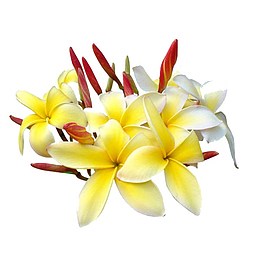 一堆鸡蛋花