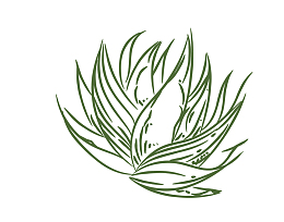 绿色简笔画芦荟矢量图