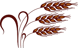 弯曲的青稞植物矢量图