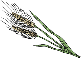 卡通绿色植物青稞图