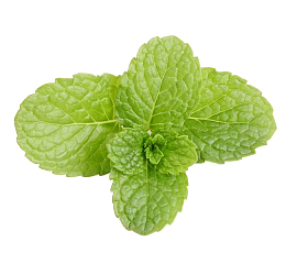 清新薄荷