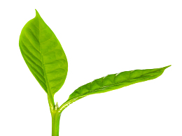 绿色植物新芽