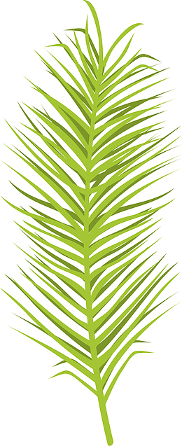 棕榈叶植物素材图