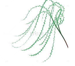 手绘春天植物插图柳枝柳条与树叶
