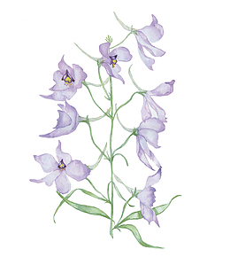 手绘翠雀花
