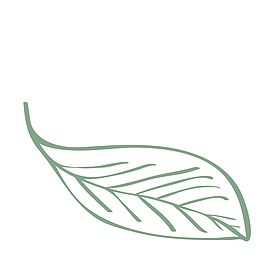 绿色线描树叶