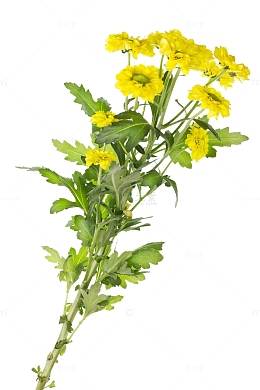 一把菊花