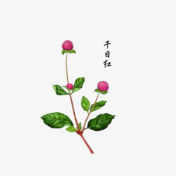 中药材千日红
