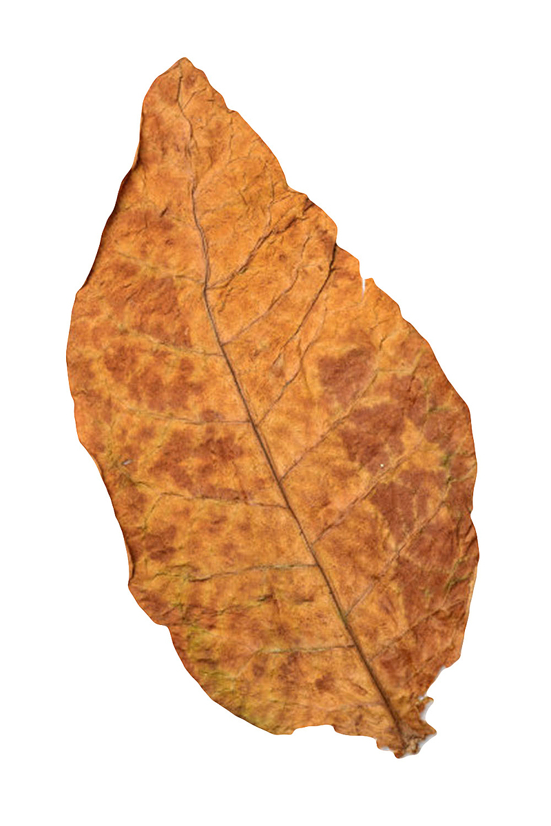 棕色斑驳褶皱的干烟叶实物