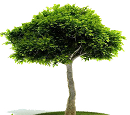 园林景观植物古榕树设计模型