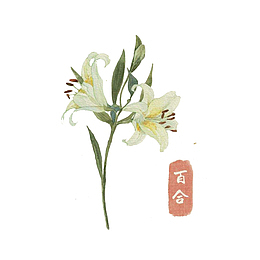 手绘白百合