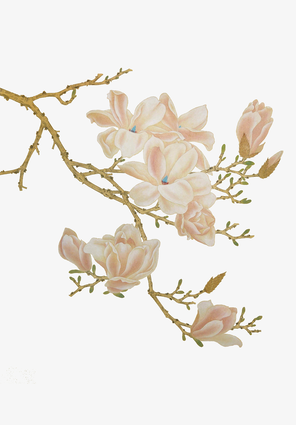 树枝和花素材免费下载_觅元素