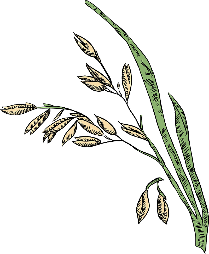 卡通手绘绿色植物麦穗图